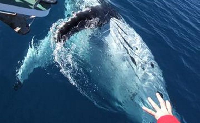 Tourism Fraser Coast says Hervey Bay is, and will continue to be, the whale-watching capital of the world. Tourism Fraser Coast says Hervey Bay is, and will continue to be, the whale-watching capital of the world.